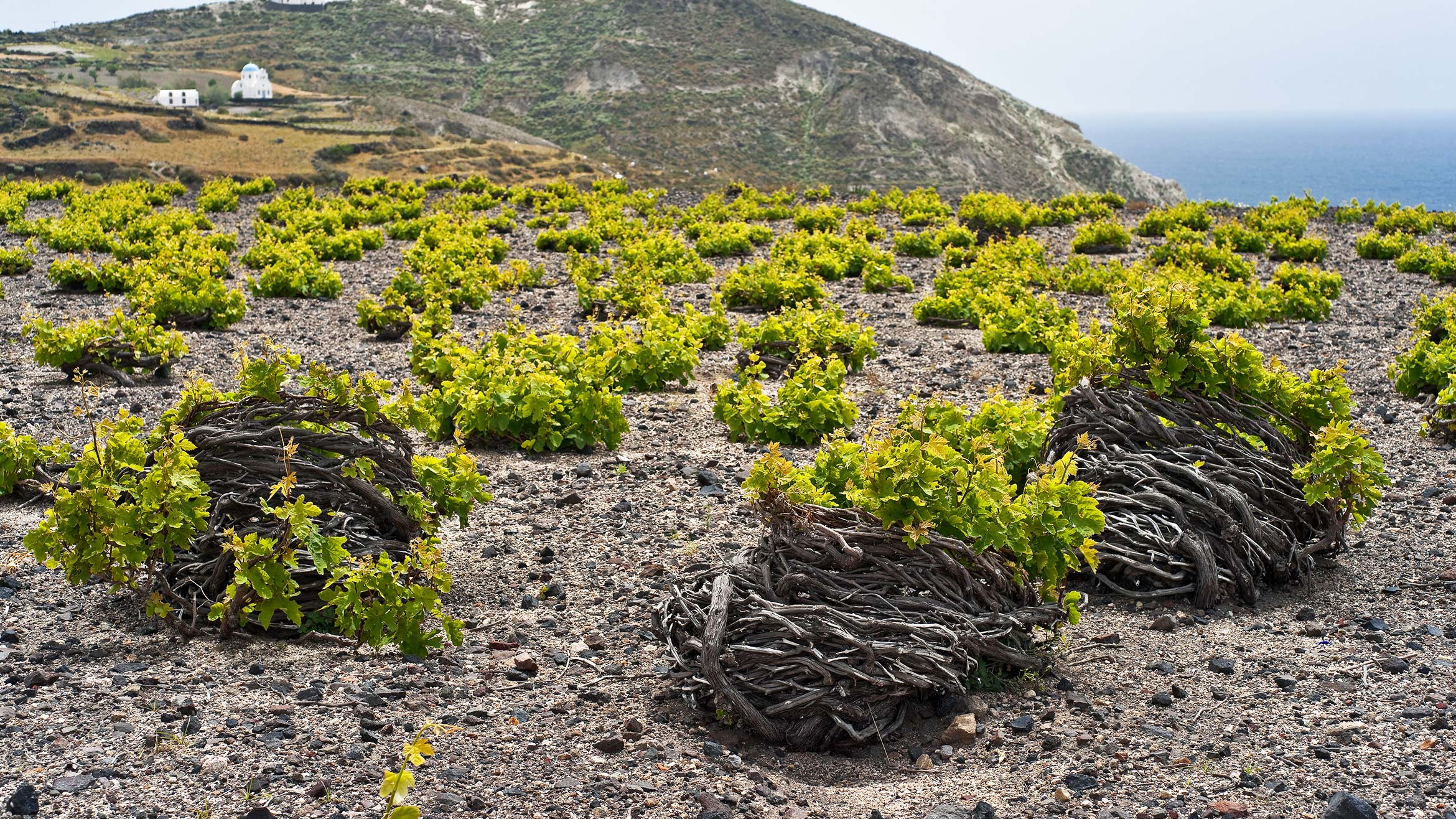 Santorini Wine Greece Assyrtiko Grape