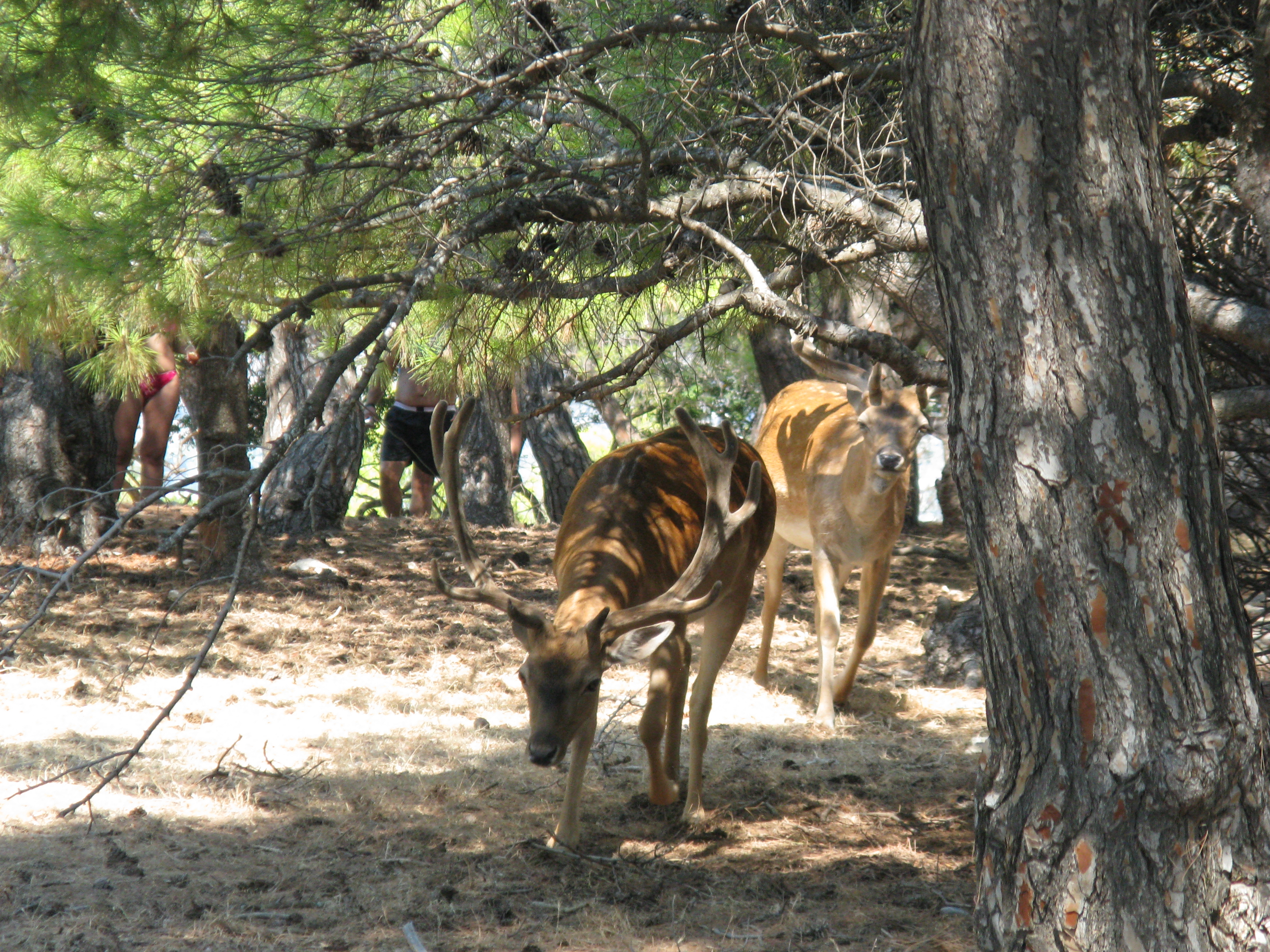 Aegina Moni island